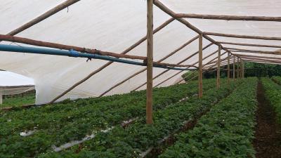 Vendavais e granizo castigam regiÃ£o da CantuquiriguaÃ§u